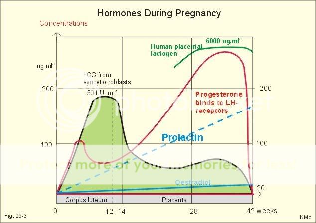 physiological changes during pregnancy hormone levels during pregnancy chart