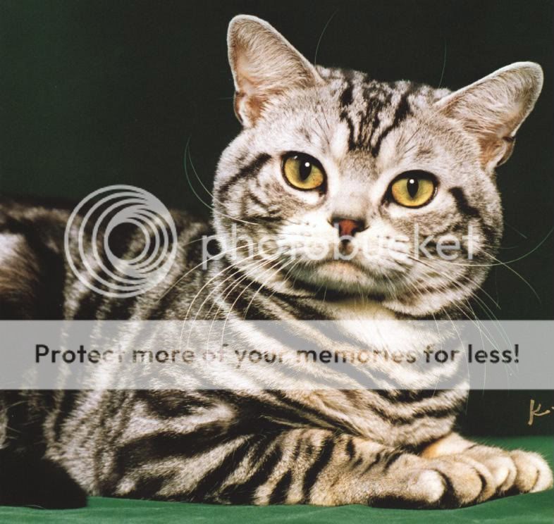 cat Pictures, Images and Photos