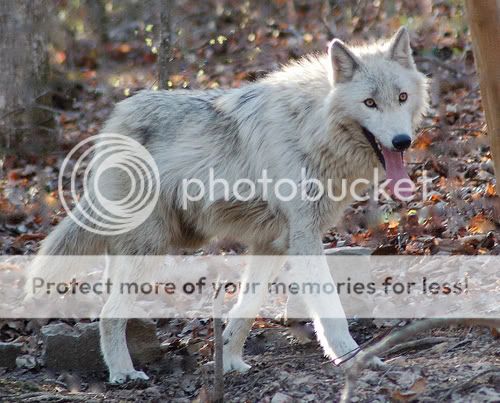 Re: Wolf at the dog park? Re: Wolf at the dog park?